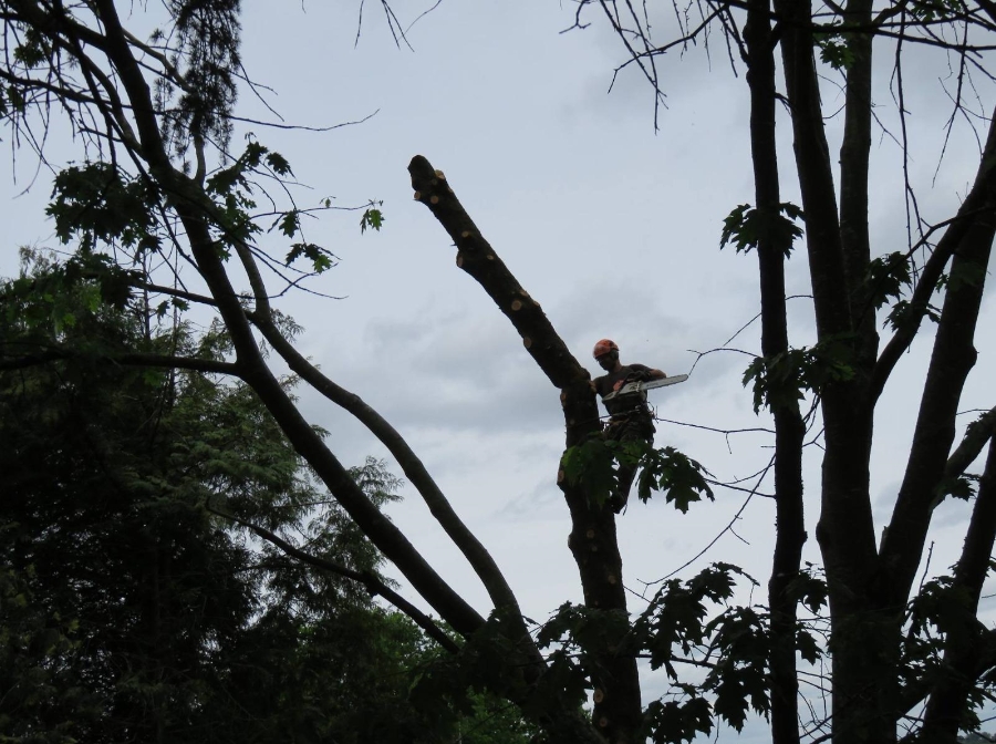 ARBRADRAGON Elagueur Img – 2 48